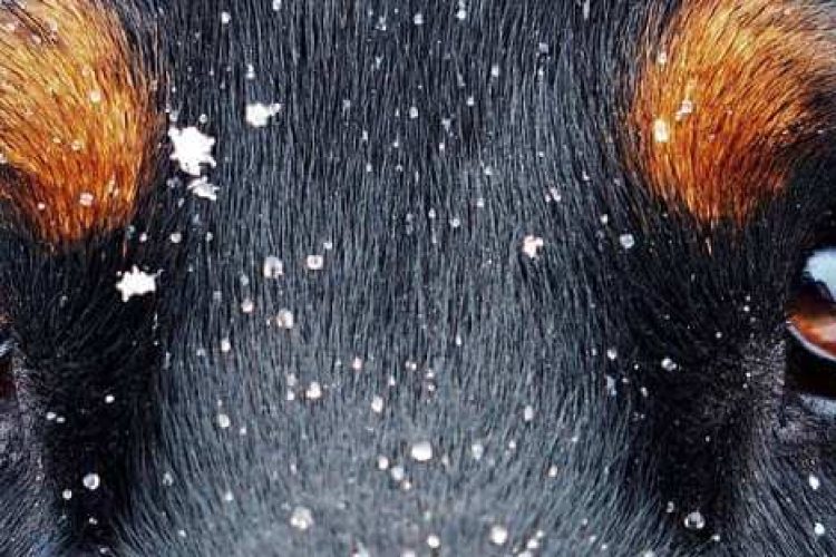 Primerísimo primer plano a los ojos de un doberman.
