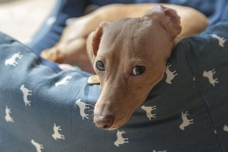 Perro tumbado en una cama.