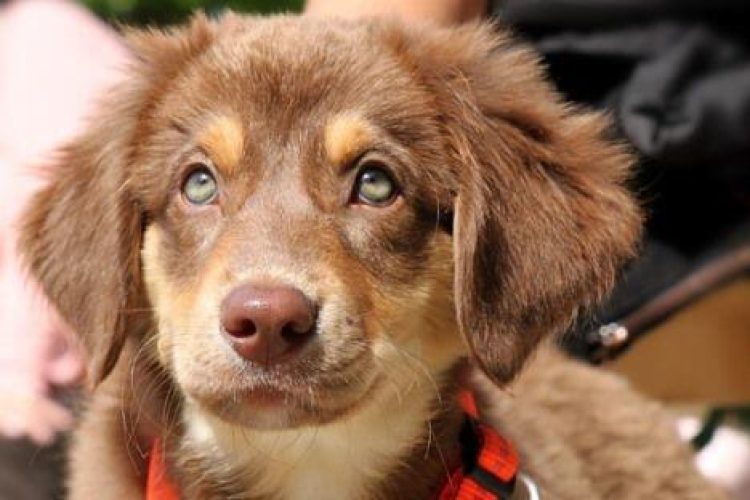 dermatitis en perros