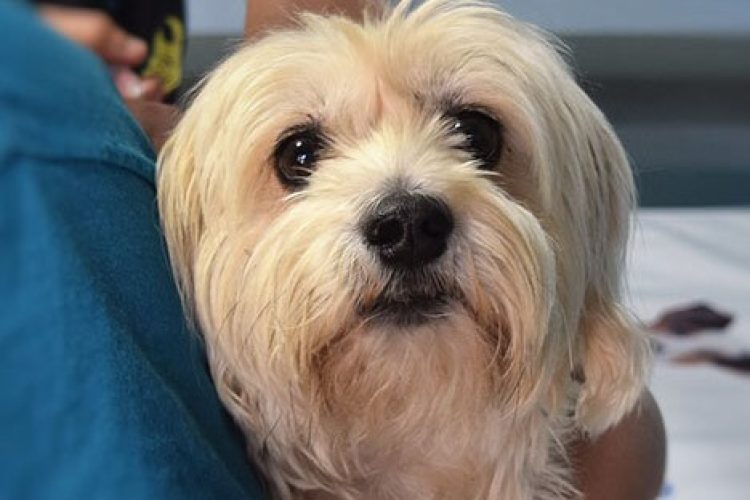leptospirosis en perros