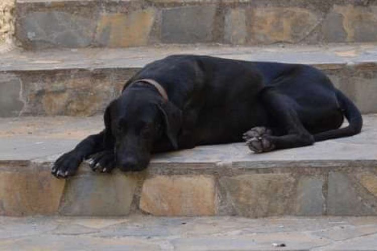 Perro tumbado en unas escaleras.