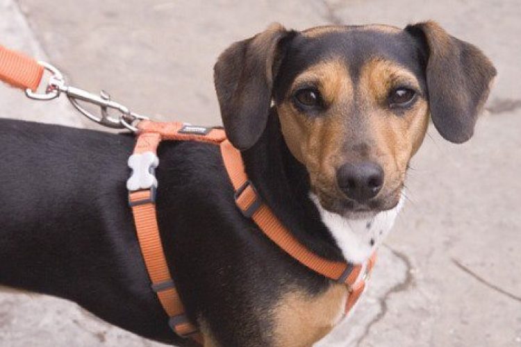 Perro mirando a cámara mientras pasea por la calle