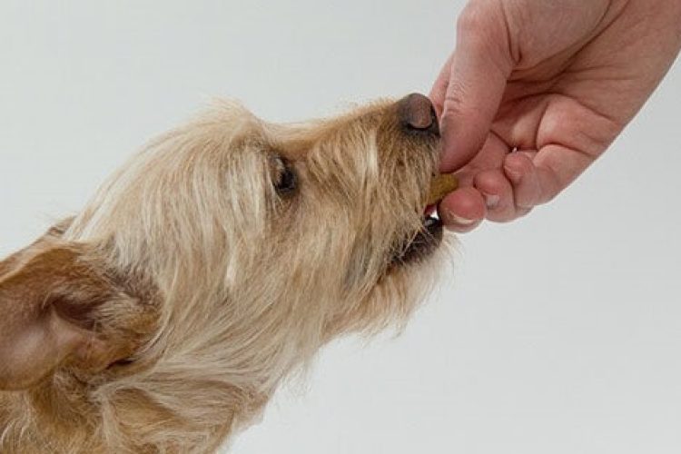 Un perro comiendo un suplemento.