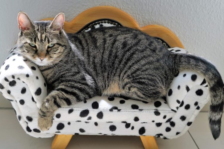 dolor articular en gatos