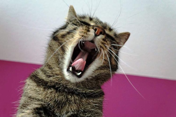 dolor dental en gatos
