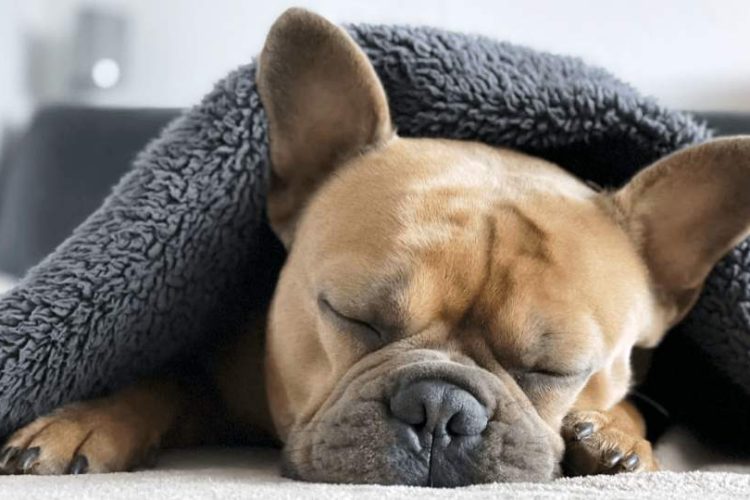 dormir con mi perro