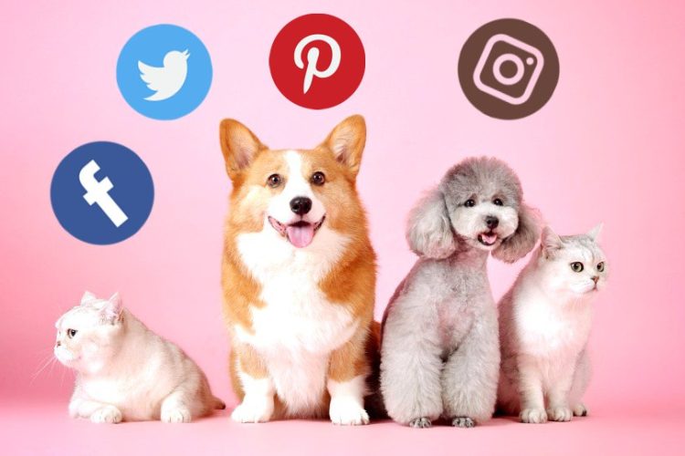 el peligro de la redes sociales para las mascotas