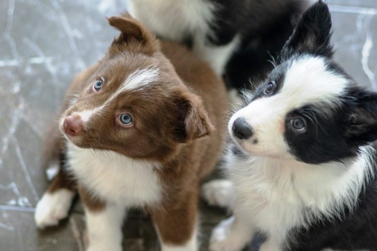 resistencia de perros a antimicrobianos