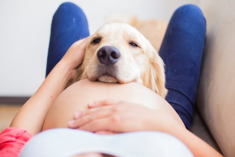 perros y bebés recién nacidos