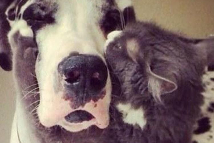 emociones-en-animales