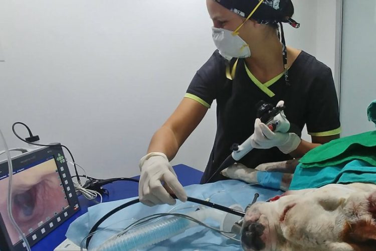 endoscopia en perros
