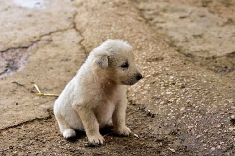 ENFERMEDAD DE AUJESZKY EN PERROS