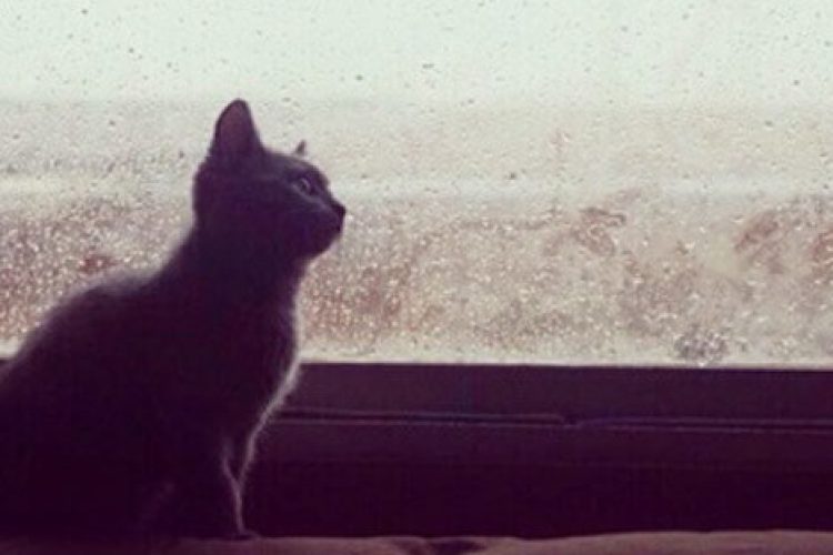 enfermedad-urinaria-felina