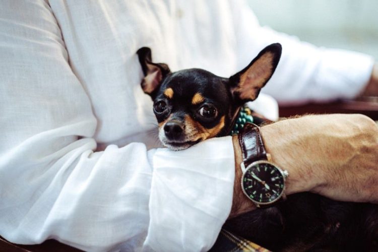 enfermedades de razas de perros pequeños