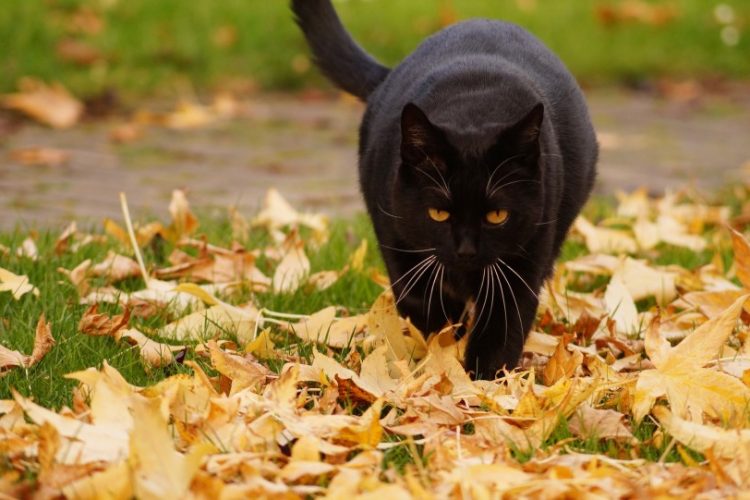enfermedades de un gato en otoño