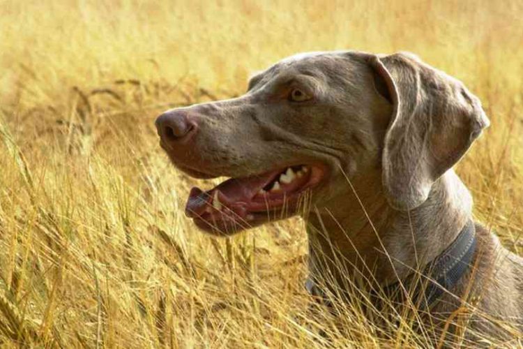 espigas peligro para perros