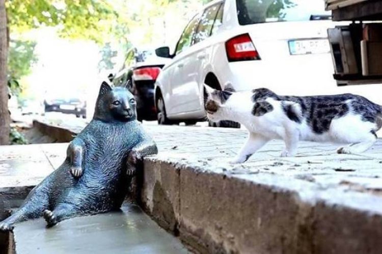 estambul-gatos