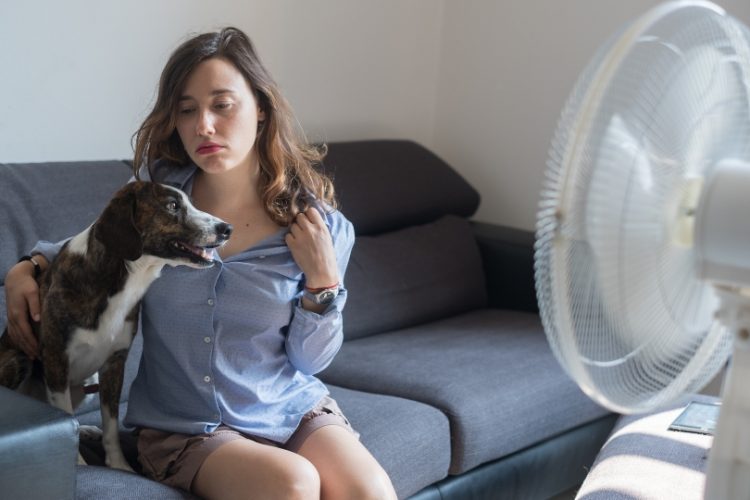 aire acondicionado perros
