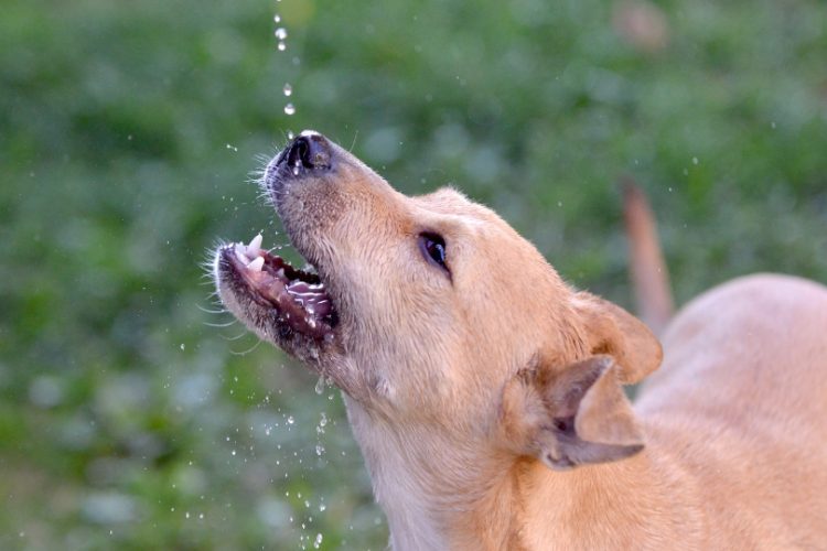 estrés térmico en perros
