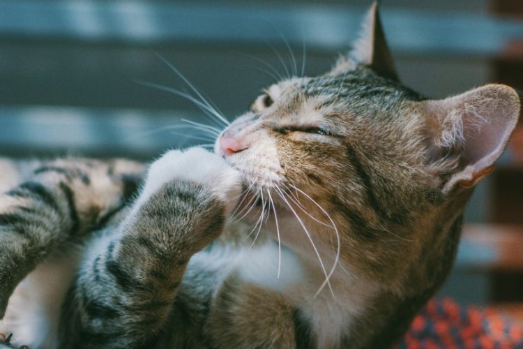 examen físico para gatos mayores