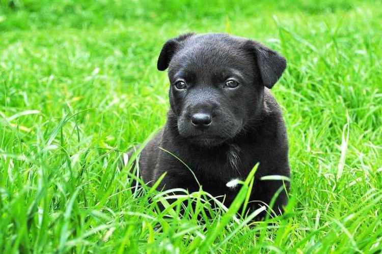 fases de cachorros
