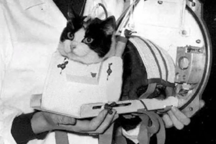 felicette gata espacio
