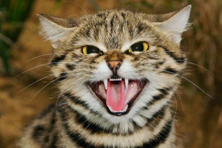 felis nigripes