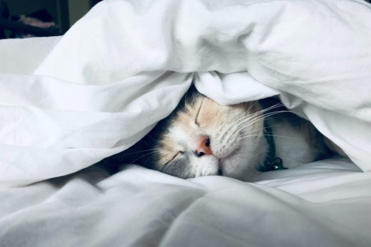 fiebre en gatos