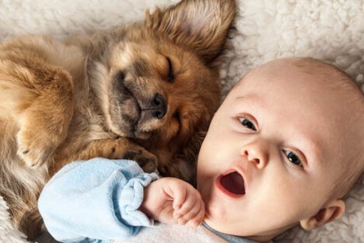 fotos-de-cachorros
