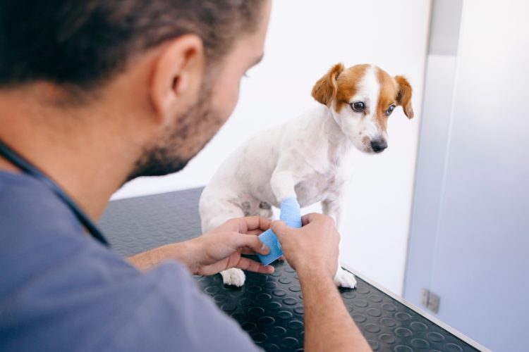 fractura de dedos en perros