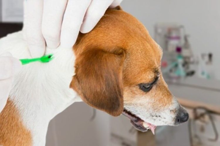 Debemos prestar atención a nuestro perro por si puede tener garrapatas.