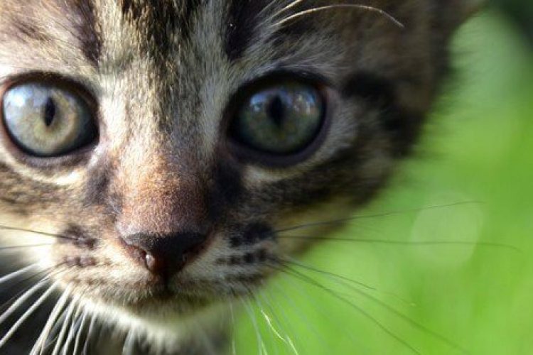 Primerísimo primer plano de un gato pequeño en un césped