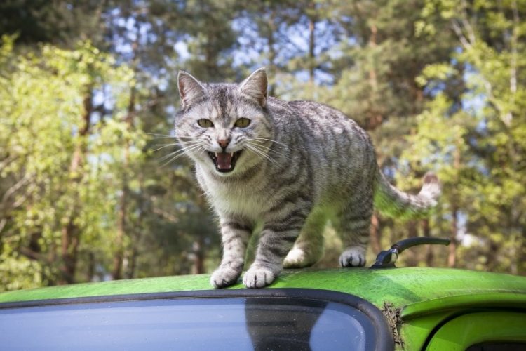 Gato agresivo