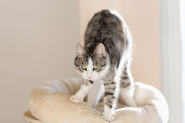por qué un gato amasa
