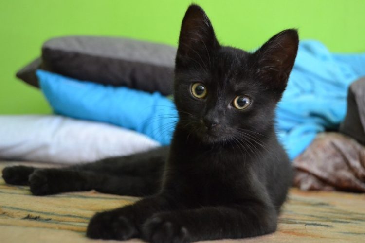 gato Bombay