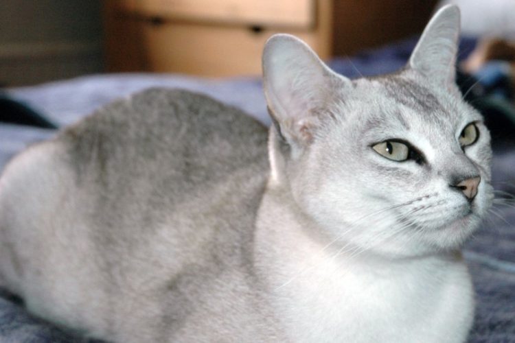 Gato Burmilla
