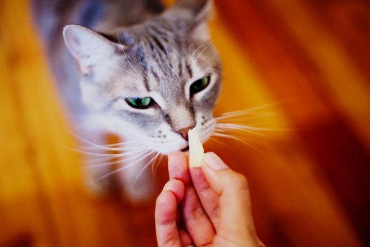 gato come queso