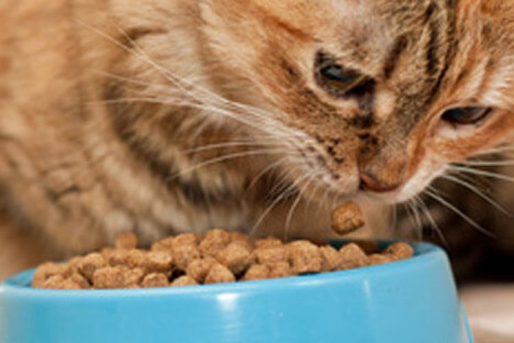 gato-comiendo
