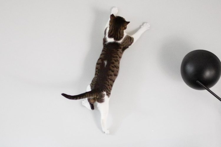 gatos durante el confinamiento