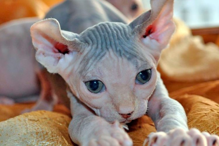 Gato Elfo