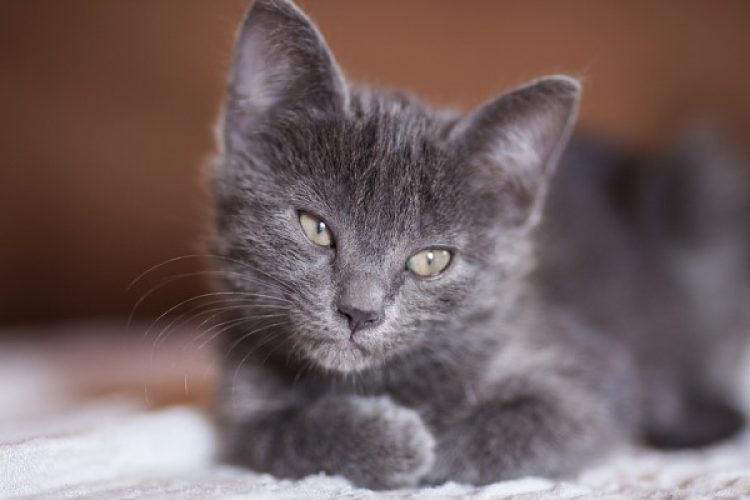 Todo lo que debes saber sobre la miocardiopatía en gatos.