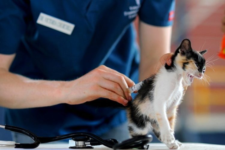 gato en veterinario