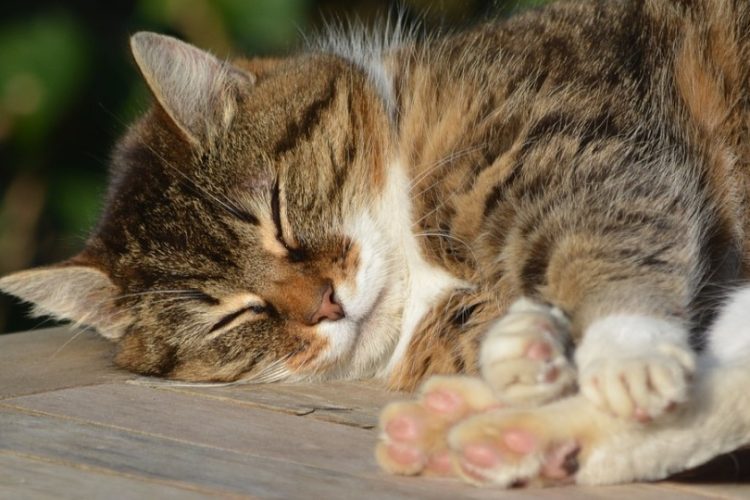 gato con epilepsia