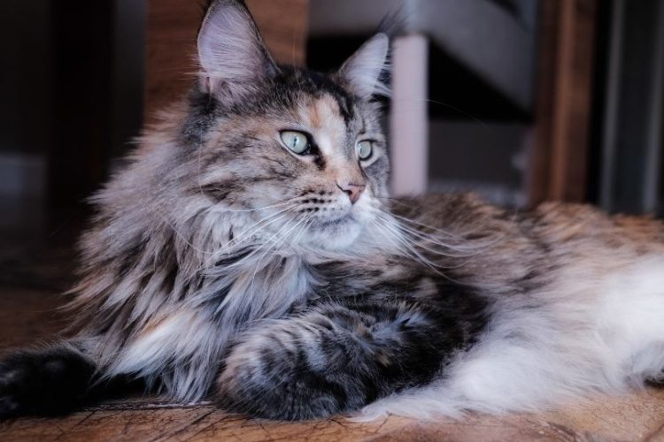 gato grande Maine Coon