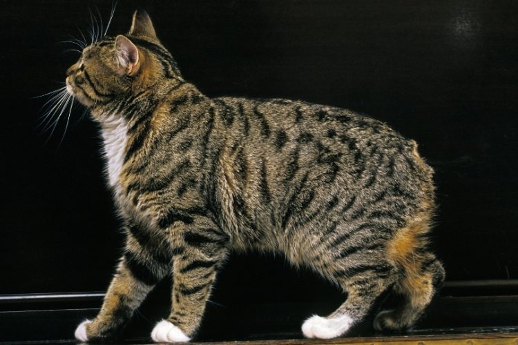 gato de la isla de Man