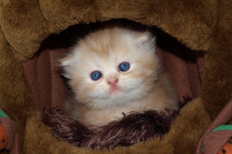 gato más pequeño del mundo