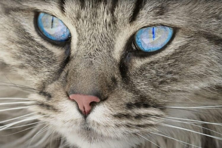 gato-mascota-y-salud