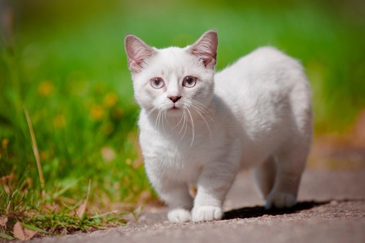 gato Munchkin