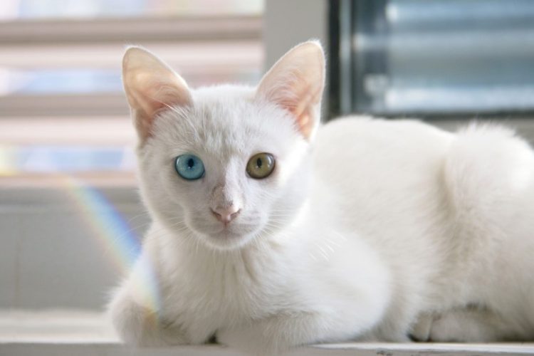Gato persa Síndrome del riñón poliquístico