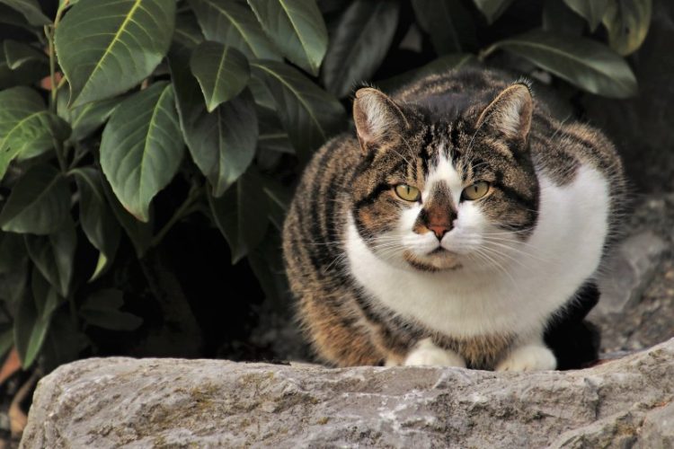 gato con rabia